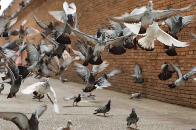 Nuisances liées aux oiseaux