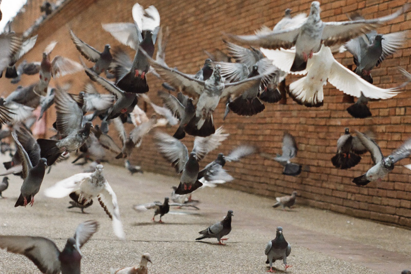 Nuisances liées aux oiseaux