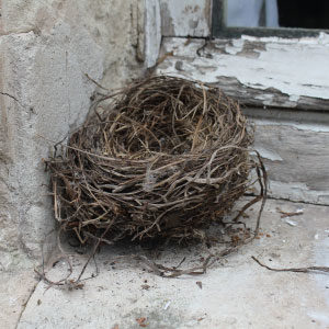 nid d'oiseau