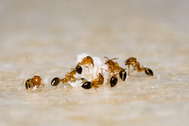 Insectes dans les cuisines