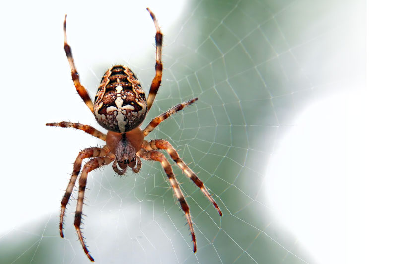 araignées de nos maison