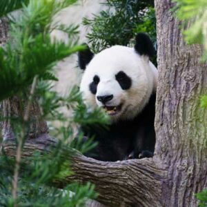 panda géant