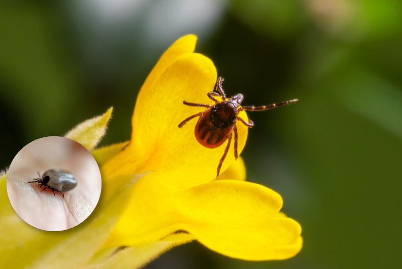 le point sur les tiques