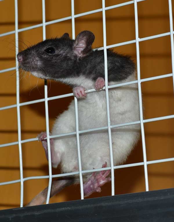 adoption rat