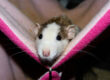 rat domestique