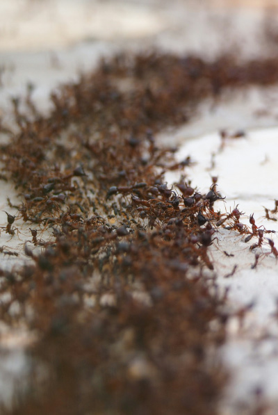 invasion de fourmis