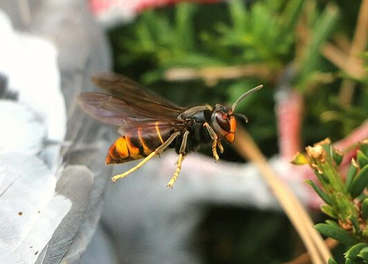 Frelon asiatique