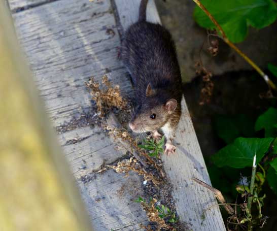 rat compost