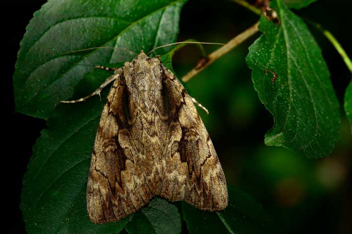 papillon-de-nuit
