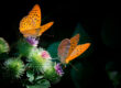 papillons