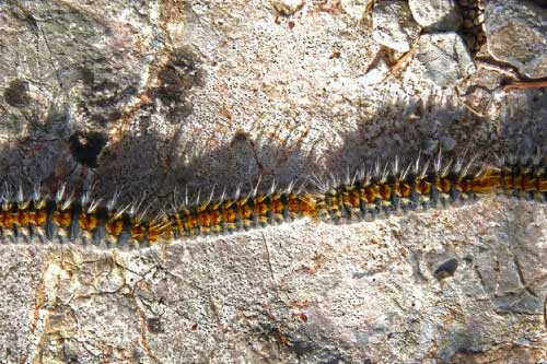 chenille processionnaire