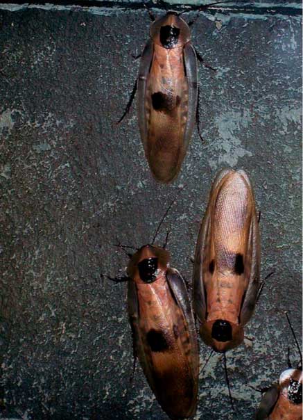 cafards