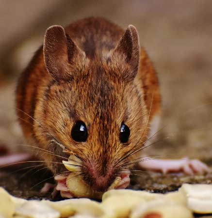 souris