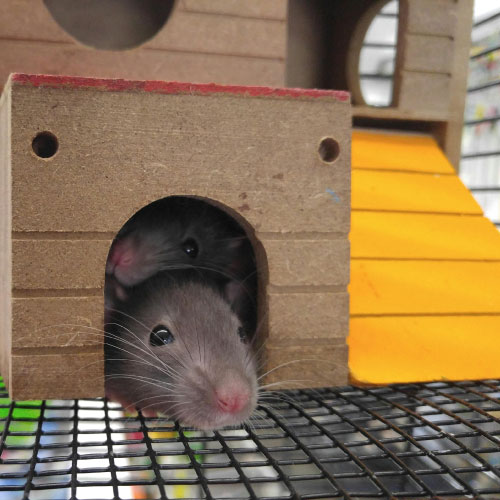 relation homme animal