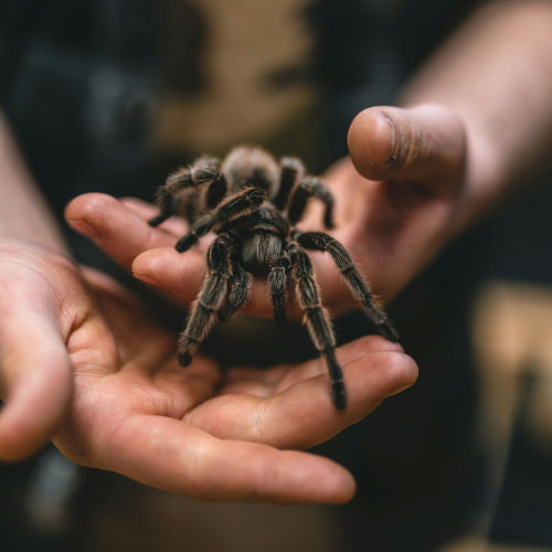 intelligence animale