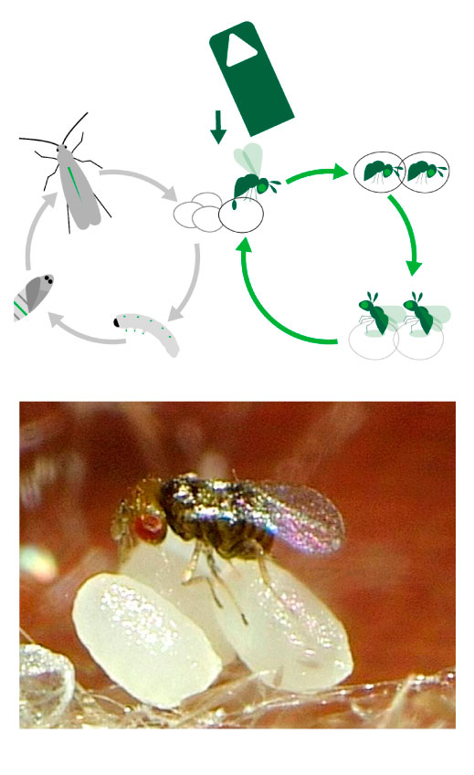 trichogrammes trichogrammes