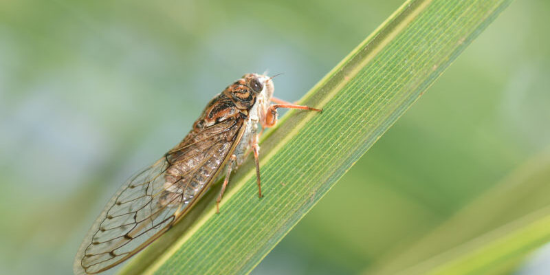 nouveaux-insectes Cigale