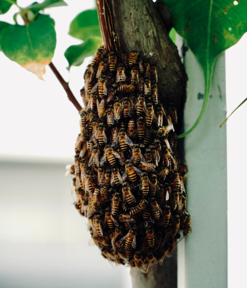 esssaim-abeilles essaim d'abeilles