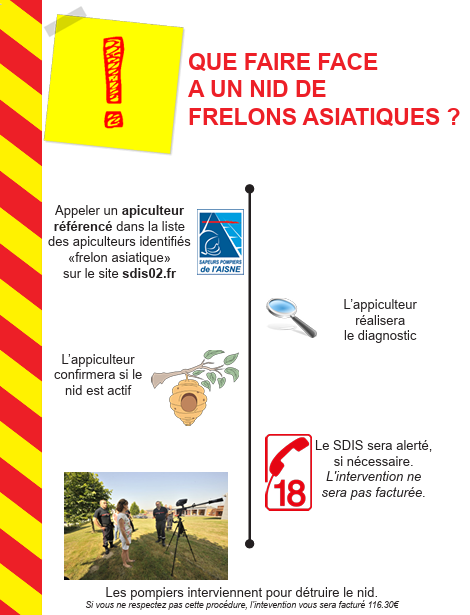 frelons aisne frelons dans l'Aisne