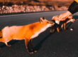 Zoonoses