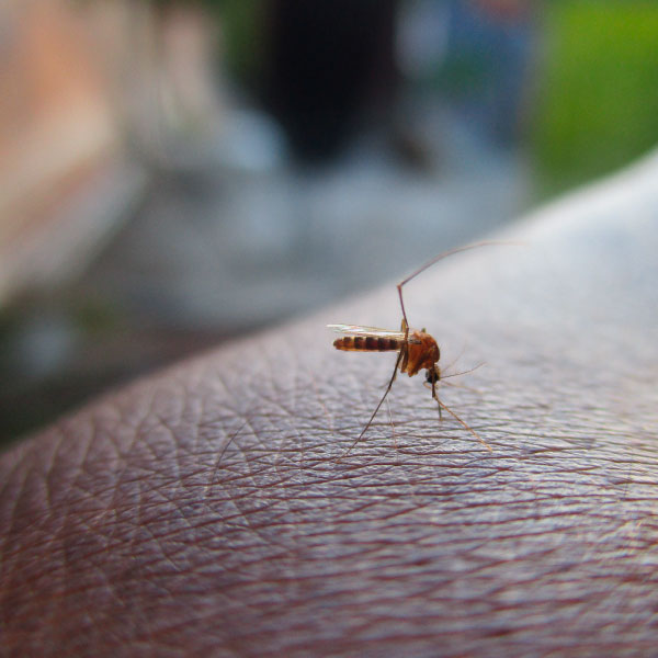 moustique-zoonose moustique zoonose