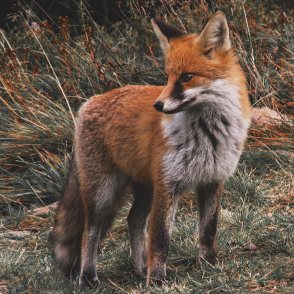 renard renard